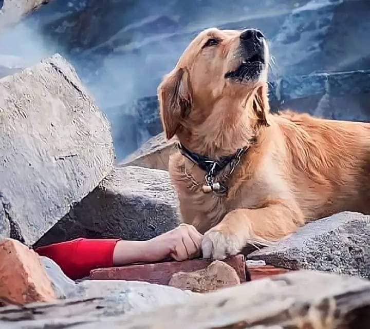آخر أخبار الزلزال كلب يحاول انقاذ أصدقائه من تحت الأنقاض في زلزال تركيا